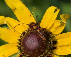 Strangalia sexnotata