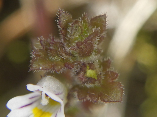 Euphrasia hudsoniana, photograph 6