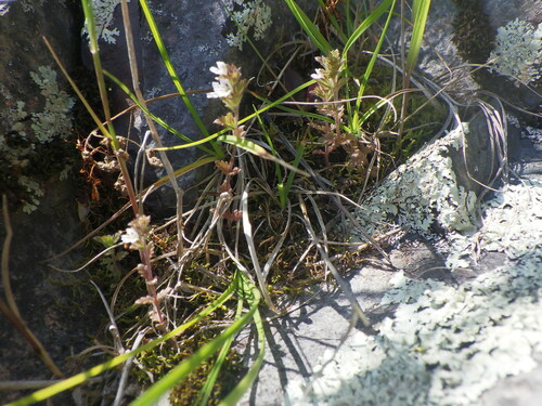 Euphrasia hudsoniana, photograph 5
