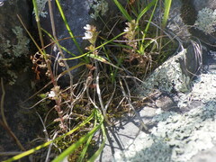 Euphrasia hudsoniana, photograph author not stated, no rights reserved