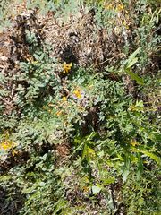 Hoffmannseggia glauca