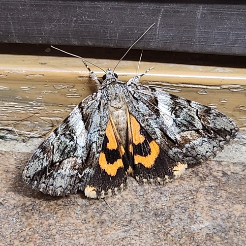 Wonderful Underwing photo 6
