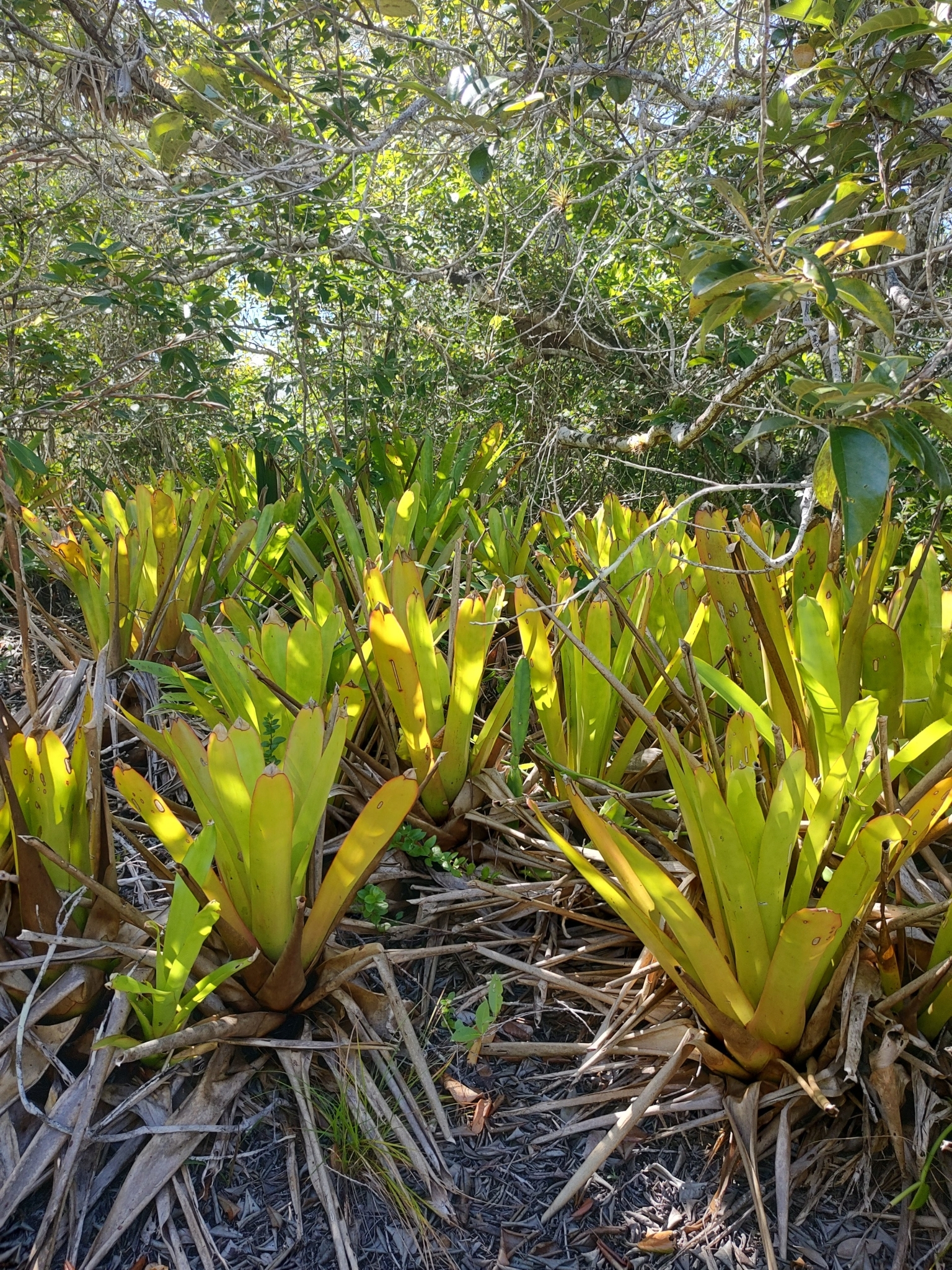 Aechmea blanchetiana