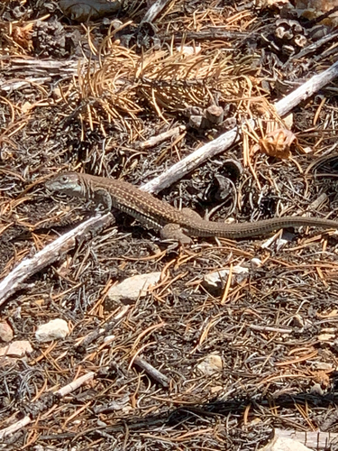 Chihuahuan Spotted Whiptail, Cedar Crest, photo 10 of 10