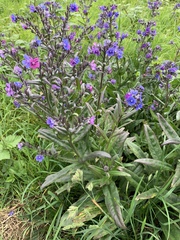 Anchusa officinalis