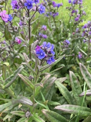 Anchusa officinalis