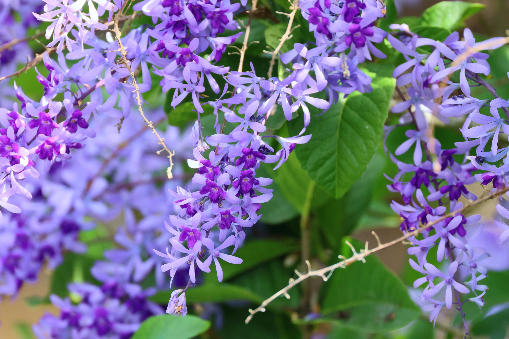 Imagem de Primavera