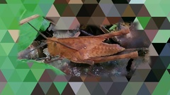 Colpolopha latipennis