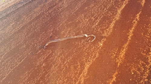 Black-headed Python sighting