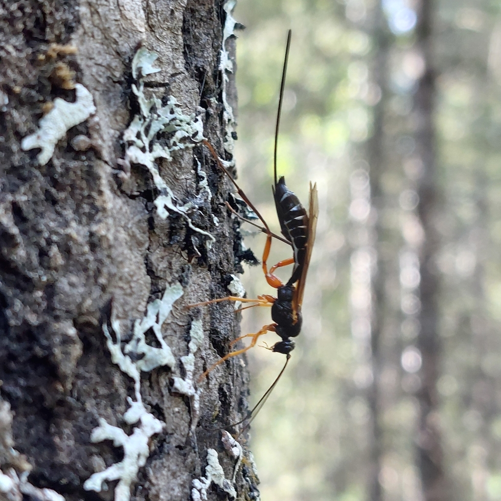 Coleocentrus harringtoni
