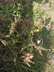 Lupinus texensis
