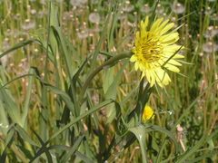 Tragopogon dubius