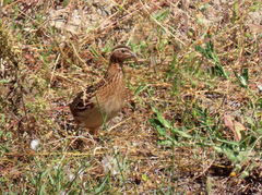 Coturnix coturnix