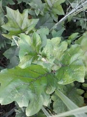 Solanum stramoniifolium