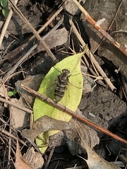 Chrysopilus proximus