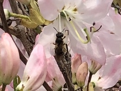 Halictus rubicundus