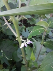 Solanum stramoniifolium