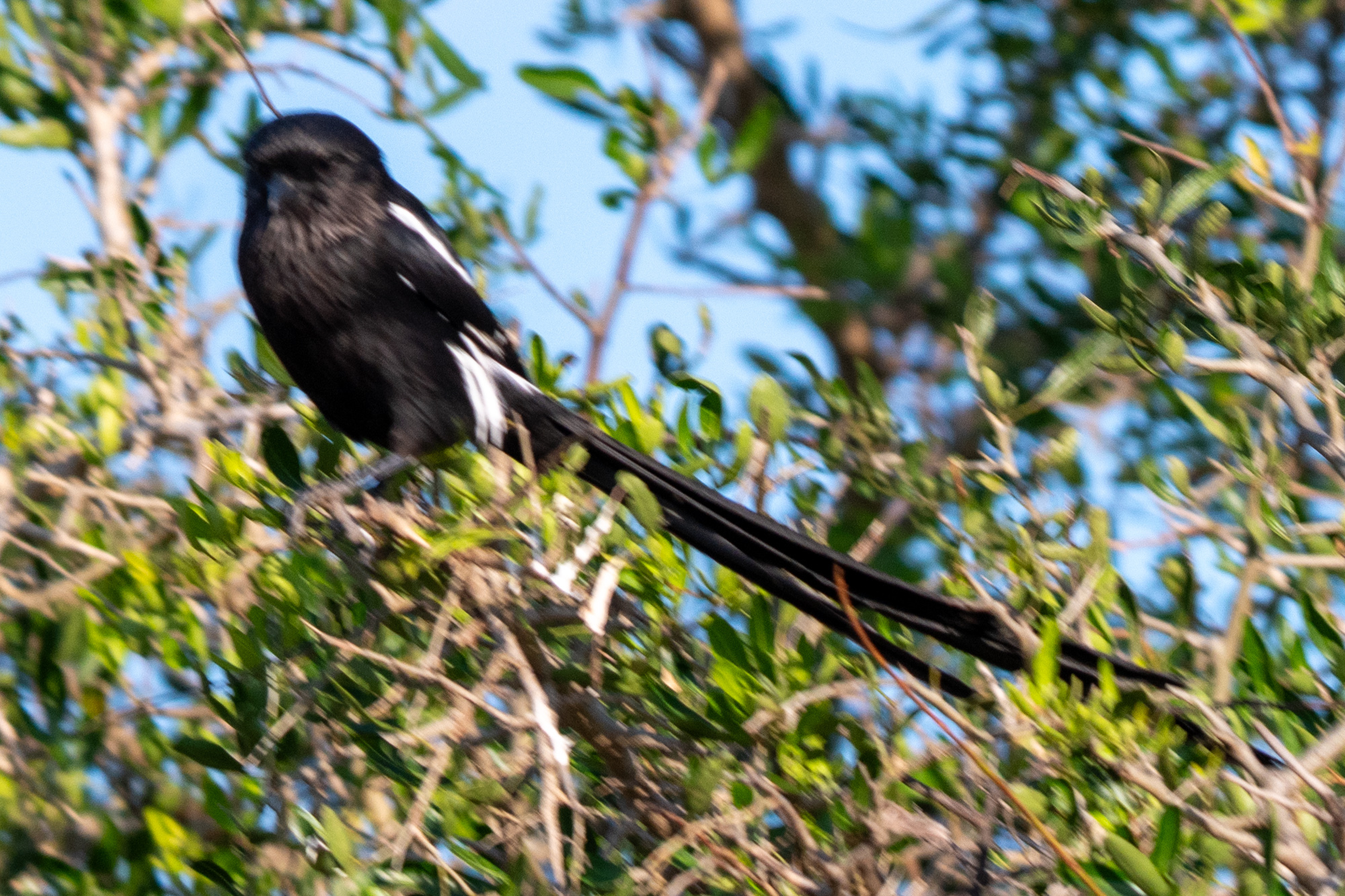 Magpie Shrike (Urolestes melanoleucus)