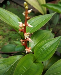 Miconia nervosa