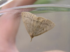 Chytolita morbidalis