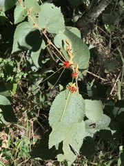 Helicteres brevispira