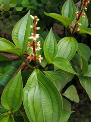 Miconia nervosa
