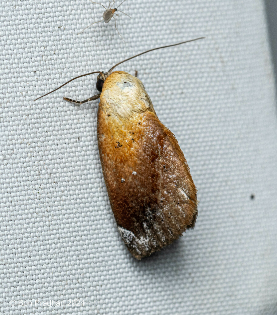 Urbona soliera