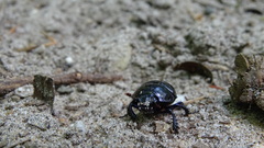 Anoplotrupes stercorosus