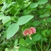 Rosy-flowered Everlasting-Pea - Photo (c) Сергей Крыленко, some rights reserved (CC BY-NC), uploaded by Сергей Крыленко