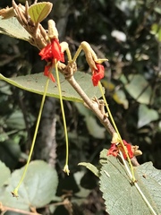 Helicteres brevispira