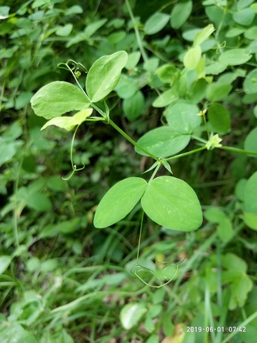 Image of Lathyrus roseus by (c) Сергей Крыленко, some rights reserved (CC BY)