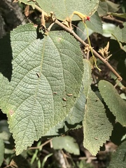 Helicteres brevispira