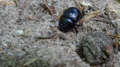 Anoplotrupes stercorosus