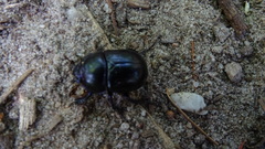 Anoplotrupes stercorosus