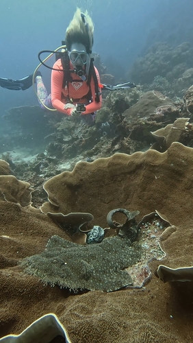 Tasselled Wobbegong — seen at this dive site