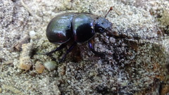 Anoplotrupes stercorosus