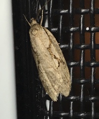 Semioscopis