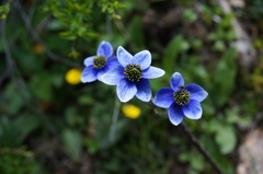 Anemonastrum demissum