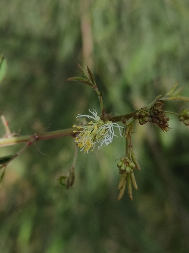 Slenderleaf bundleflower (Desmanthus leptophyllus)