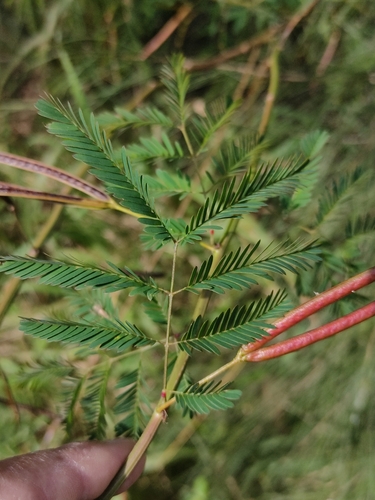 Image of Desmanthus leptophyllus by (c) Tony van Kampen, some rights reserved (CC BY)