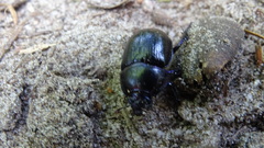 Anoplotrupes stercorosus