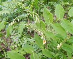 Lathyrus gmelinii