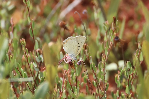 Bog Copper photo 4