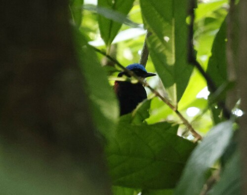 Blue-headed Pitta (Hydrornis baudii), photo 8