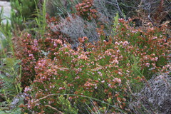 Erica curvirostris