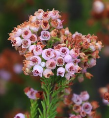 Erica curvirostris