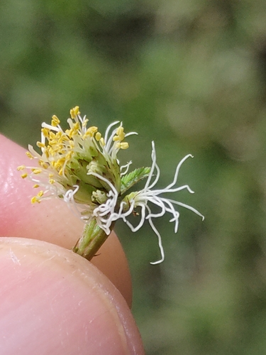 Image of Desmanthus leptophyllus by (c) Tony van Kampen, some rights reserved (CC BY)