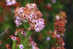 Erica curvirostris