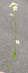 Arabidopsis