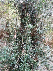 Podocarpus elongatus